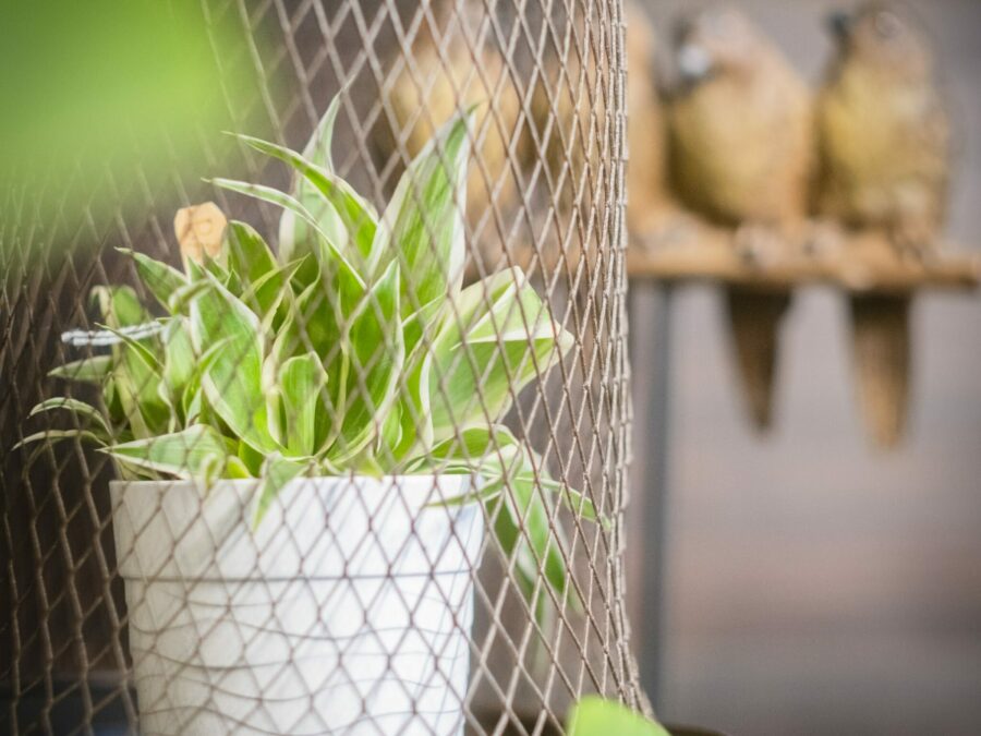 BAUME FLEUR-20250121-DSCF2100__Original